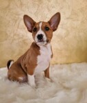 basenji 01