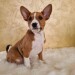 basenji 01