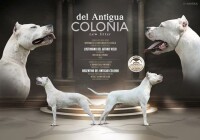 dogo argentino