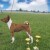 basenji 06