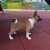 basenji 03